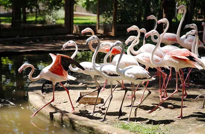 Satılmak istenen flamingolar koruma altına alındı