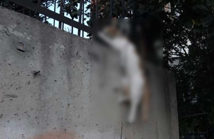 Sultangazi’de vahşet: Kediyi asarak öldürdüler