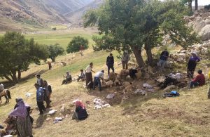 Yüksekova’da yıldırım isabet eden 30 koyun öldü 