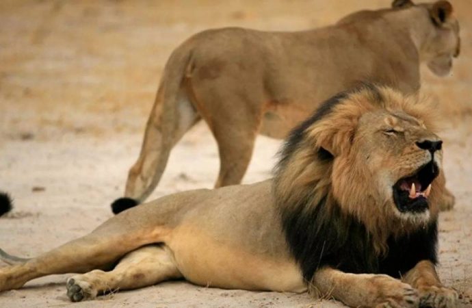 Afrika’da aslan nüfusu tehlike altında
