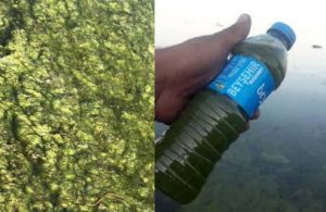 Beyşehir Gölü’nde suyun rengi yeşile döndü