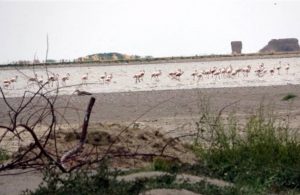 Flamingolar kuraklık nedeniyle yer değiştirdi