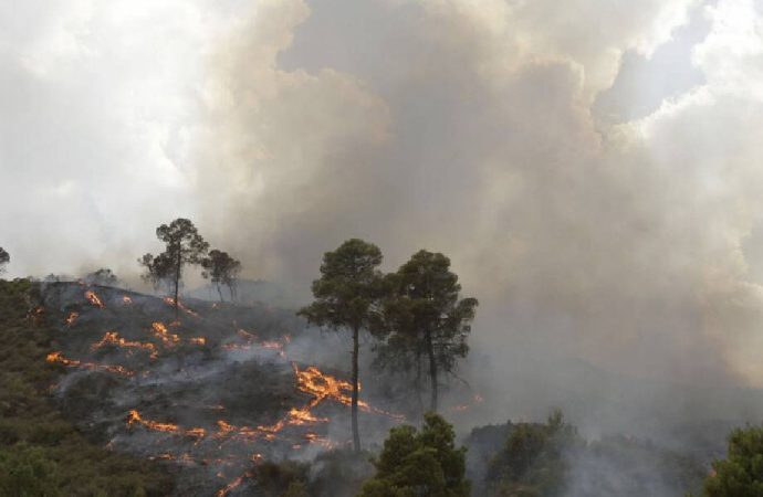Cezayir’in 14 ilinde yangın: 7 ölü