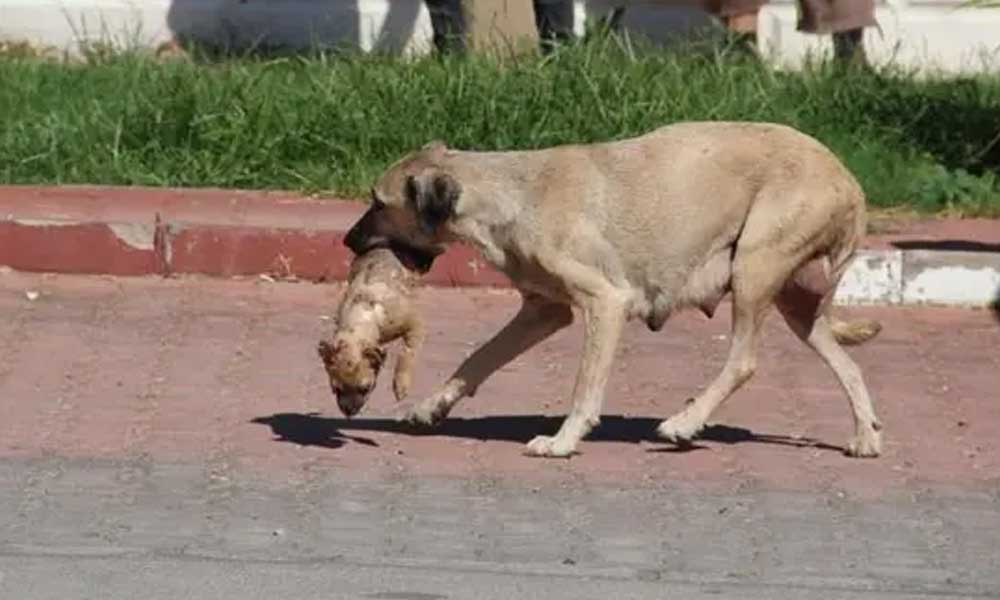 5 yavru köpek darp edilerek öldürüldü, anne köpek yavrusunu işte böyle taşıdı!
