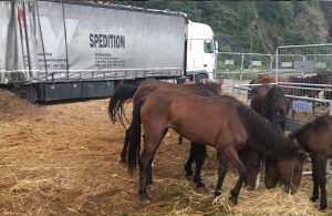 TIR’da taşıdığı 33 atı aç susuz bırakan kişiye 49 bin lira ceza
