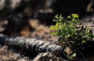 Yanan orman küllerinden doğuyor! 7 bitki türü filizlendi