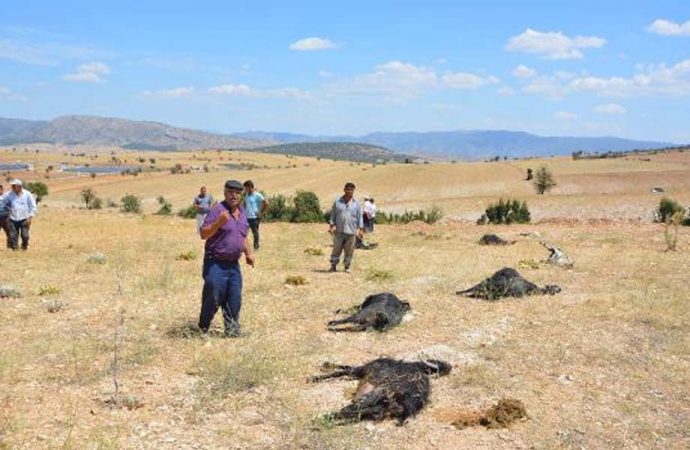 Tarla etrafına dökülen gübreyi yiyen 25 keçi öldü