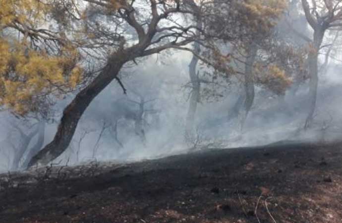Hatay’da iki hektarlık alanda orman yangını