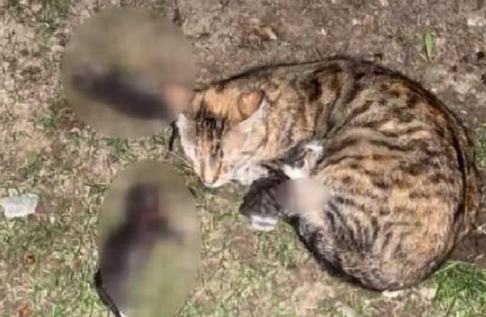 Yavru kedileri kürekle öldüren zanlıya istenen ceza belli oldu