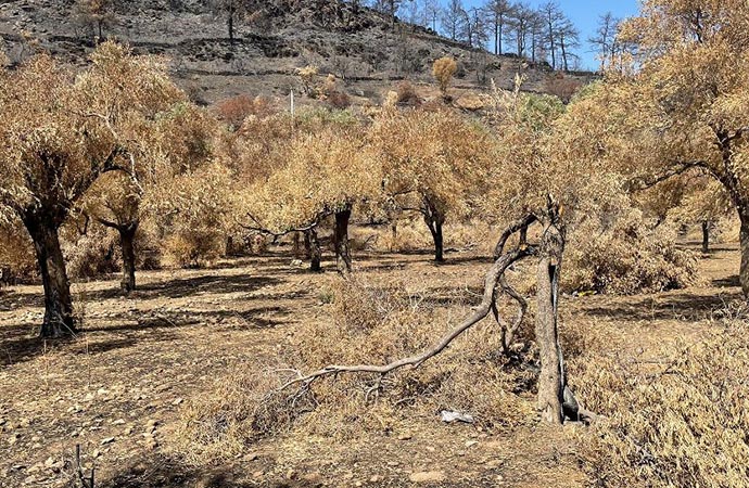 Belediye yangında zarar görmüş zeytin ağaçlarının sağlıklı gelişmesi için çalışıyor