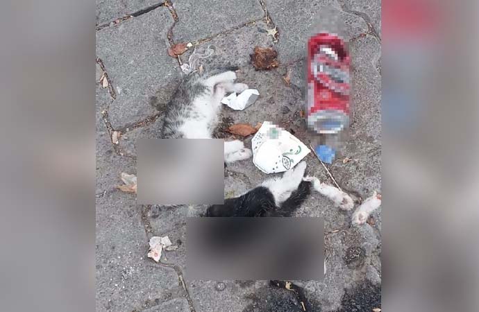 Birinin bacakları ve başı kesilmiş, ölü 2 yavru kedi bulundu