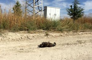 Bulgaristan’da verici takılan küçük orman kartalı Türkiye’de ölü bulundu