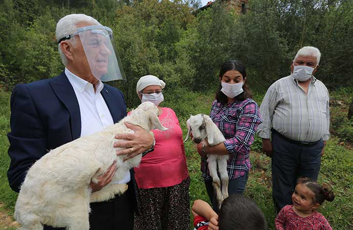Büyükşehir 5 ilçede daha kadın üreticilere kıl keçisi desteği sağlıyor