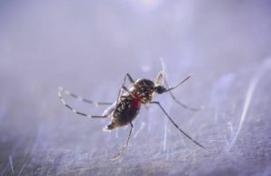 İstanbul’un sivrisinek haritası: En çok üredikleri alanlar belli oldu