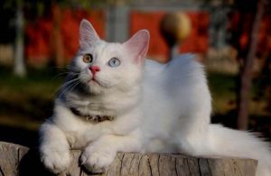 Helsinki Üniversitesi’nin ‘Van kedisi’ araştırmasına tepki: Bu unvanı asla kabul etmiyoruz