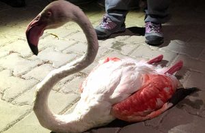 Uzun uçuştan yorgun düşen flamingo tedavi altında