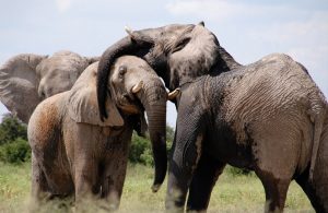 Mozambik’te filler insanlardan korunmak için mutasyon geçirdi