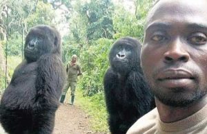‘Selfie yıldızı’ goril Ndakasi, bakıcısının kollarında hayata gözlerini yumdu