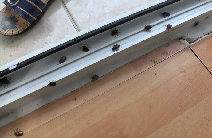 İstanbulluların yeni kabusu: Kokarca böceği!