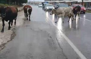 Büyükçekmece’de inekler yolu kapattı, trafik kilitlendi
