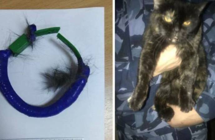 Hapishanede uyuşturucu taşıyan kedi yakalandı
