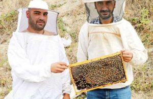 Bir gecede 300 bin arı öldü