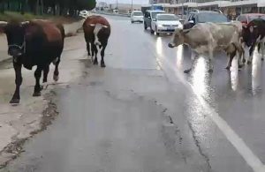 Büyükçekmece’de başıboş inekler trafiği birbirine katttı