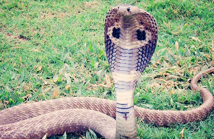 Eşini kiraladığı kobra yılanıyla öldürdü