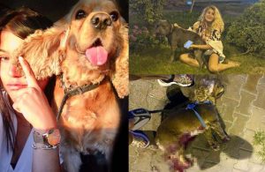 Tasmasız dolaştırılan pitbull, saldırdığı köpeği öldürdü
