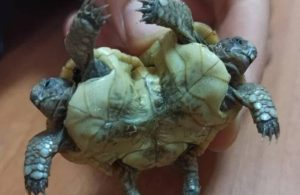 Pamukkale travertenlerinde siyam ikizi kaplumbağa bulundu