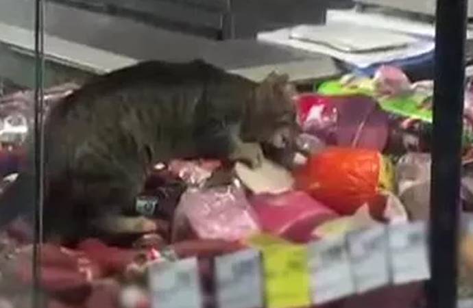Markete giren kedi şarküterideki tüm kavurmaları yedi