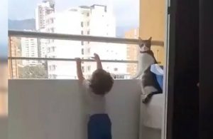 Kedi, balkon demirine asılan çocuğu engelledi