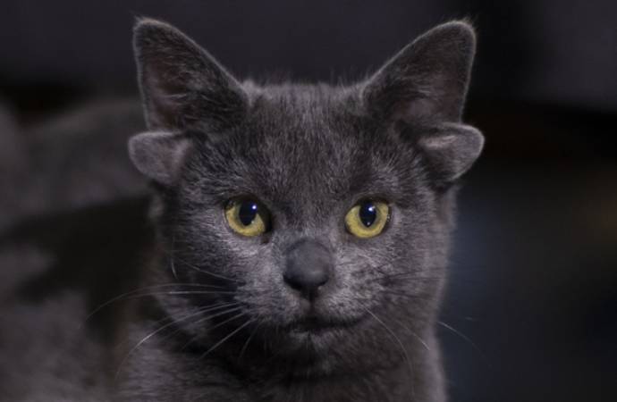 Ankara’nın ünlü 4 kulaklı kedisi ‘Midas’