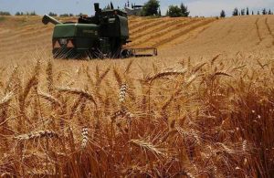 Türkiye buğday ithalatında Çin’i bile geçti