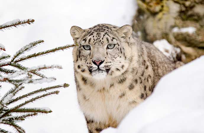 3 kar leoparı Kovid-19’dan öldü