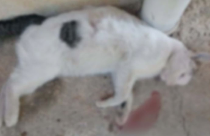 Gaziantep’te 3 kedi şişlenerek katledildi