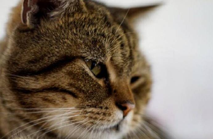 Manisa’da ‘seri kedi katili’ için özel ekip kuruldu