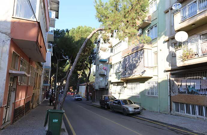 Can güvenliğini tehdit eden ağaçlarla ilgili önlem alındı