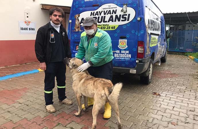 Aracın arkasına bağlanıp eziyet edilen köpeğe Tarsus Belediyesi sahip çıktı