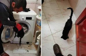 Kedi, yorganın arasında çamaşır makinesine atıldı
