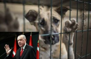 Erdoğan’ın hayvanları hedef alan sözlerine tepki: Sokak hayvanları sahipsiz değil!