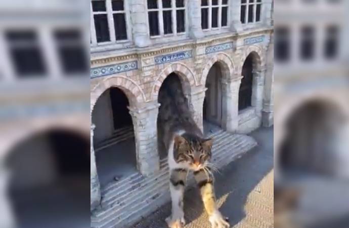 İBB’den: İstanbul’un ‘dev’ kedileri