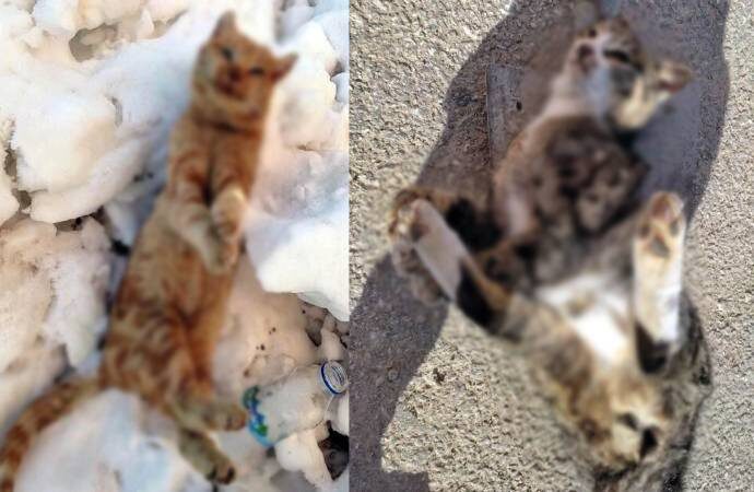 Soğuk havaya dayanamayan 2 sokak kedisi donarak öldü
