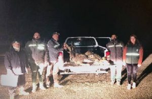 Tunceli’de dağ keçilerini öldüren avcılara ceza