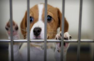Pet shop’larda hayvan satışı 7 ay sonra sona erecek