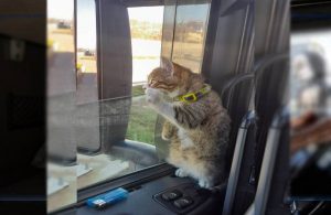 TIR şoförünün yol arkadaşı minik ‘kedi’