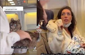 Uçakta kedi emzirmeye kalktı ortalık karıştı, sonunda herkesi şaşırttı