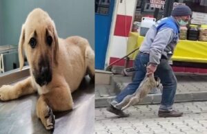 Yavru köpeği patilerinden tutarak taşıyan işçinin cezası belli oldu