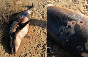 Balıkesir’de bir yunus, silahla vurularak öldürüldü