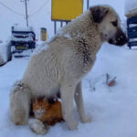 Kar yağışından kaçmak isteyen kedi, köpeğe sığındı!